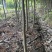 基地木荷地径3公分