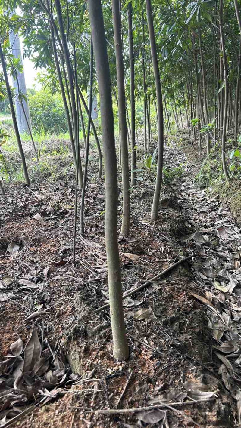 基地木荷地径3公分