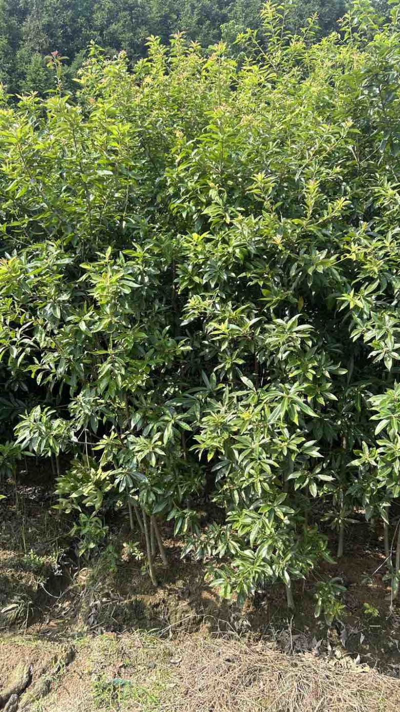 基地木荷地径3公分
