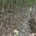 基地木荷地径3公分