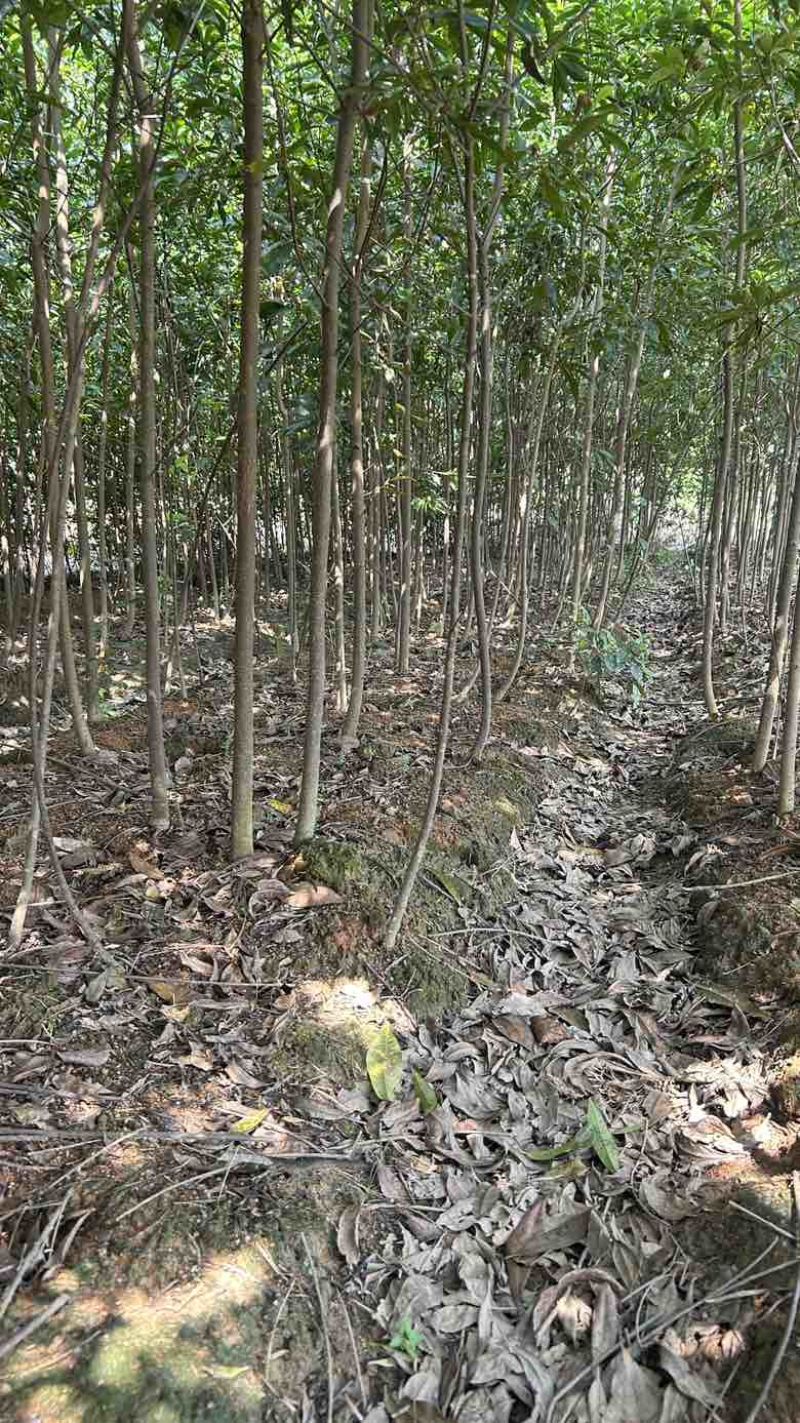基地木荷地径3公分