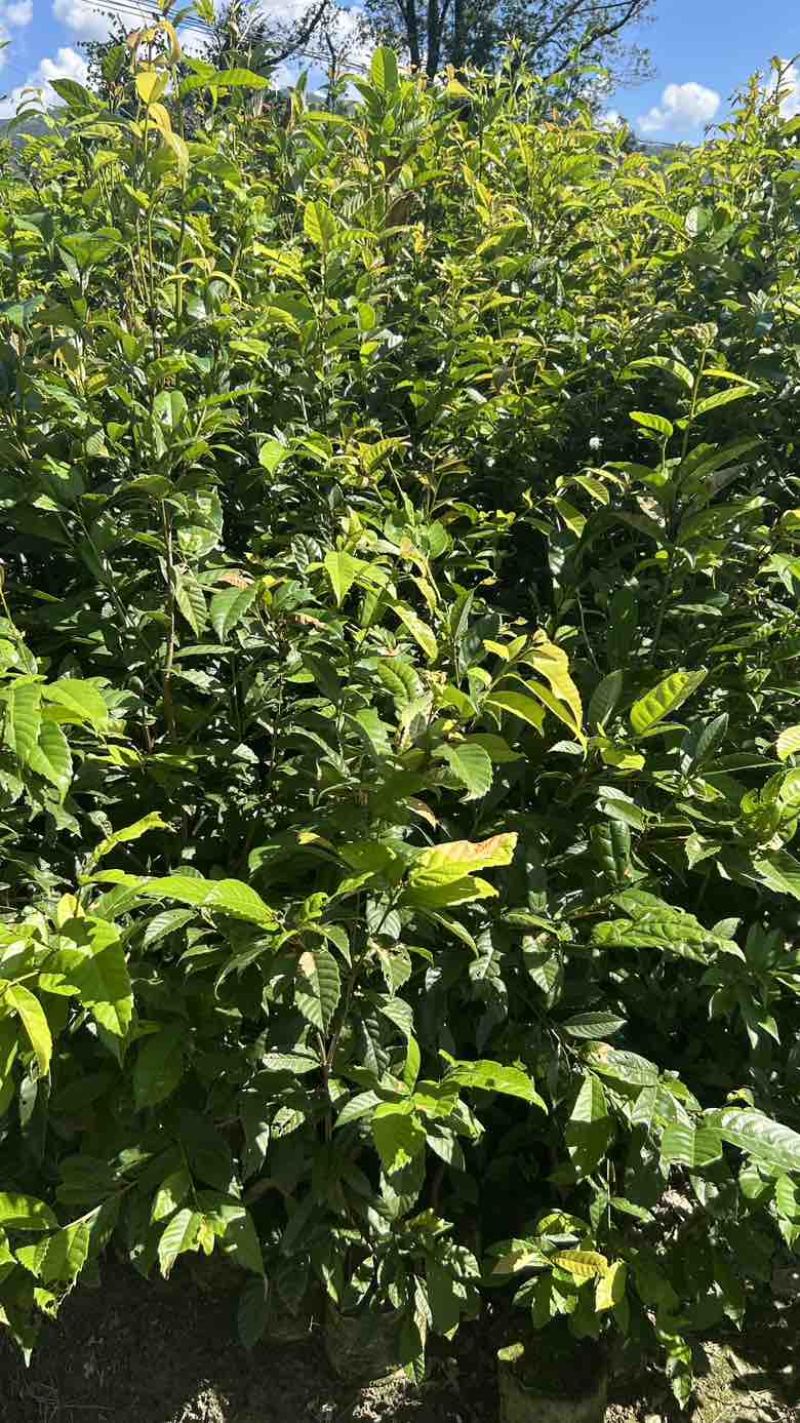 苦槠杯苗，苦槠苗，地径2公分苦槠杯苗