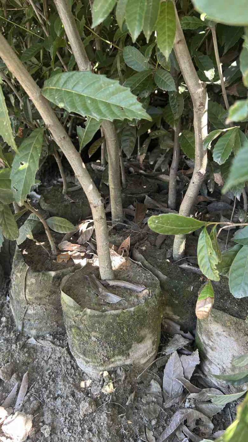 苦槠杯苗，苦槠苗，地径2公分苦槠杯苗