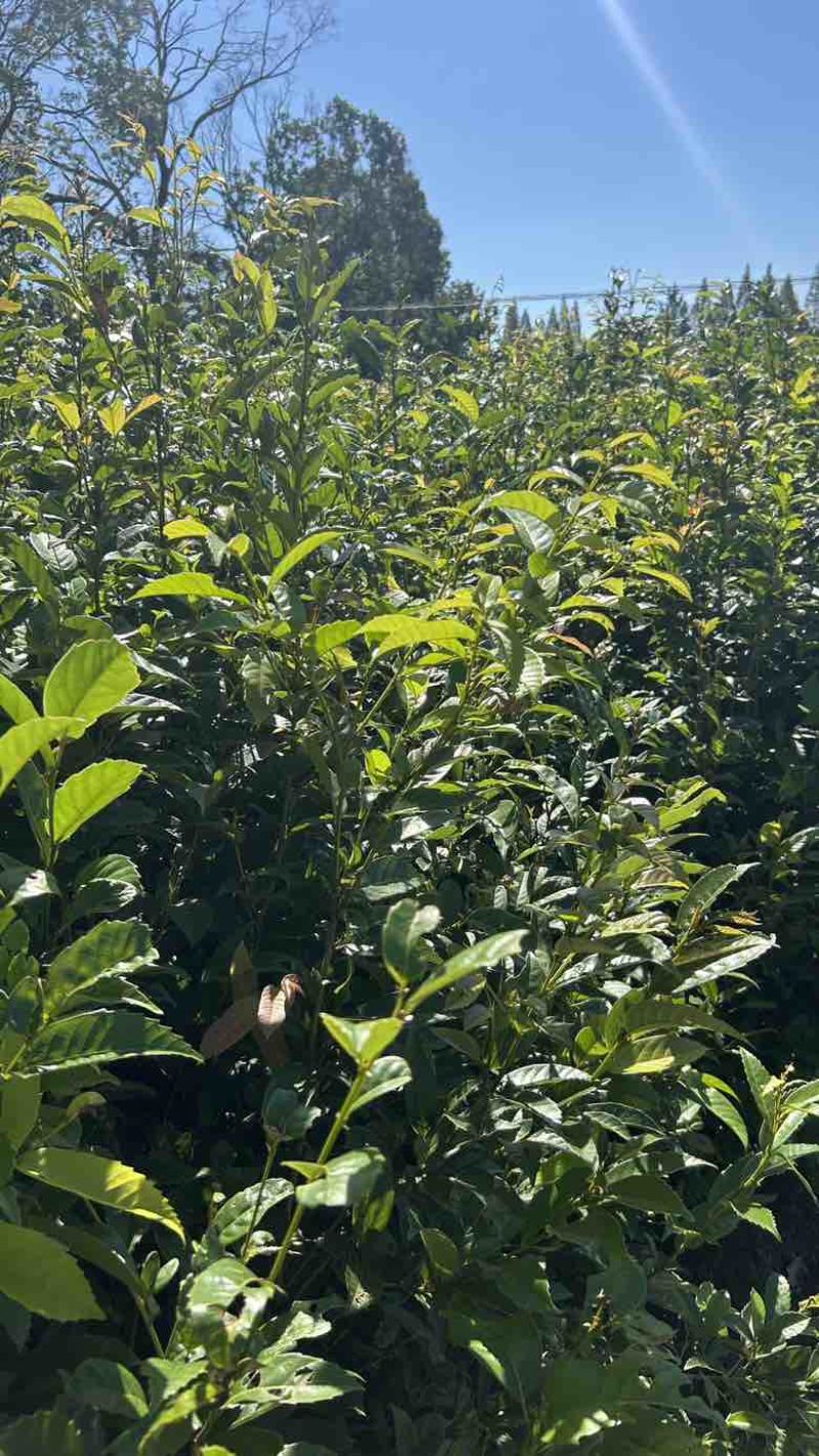 苦槠杯苗，苦槠苗，地径2公分苦槠杯苗
