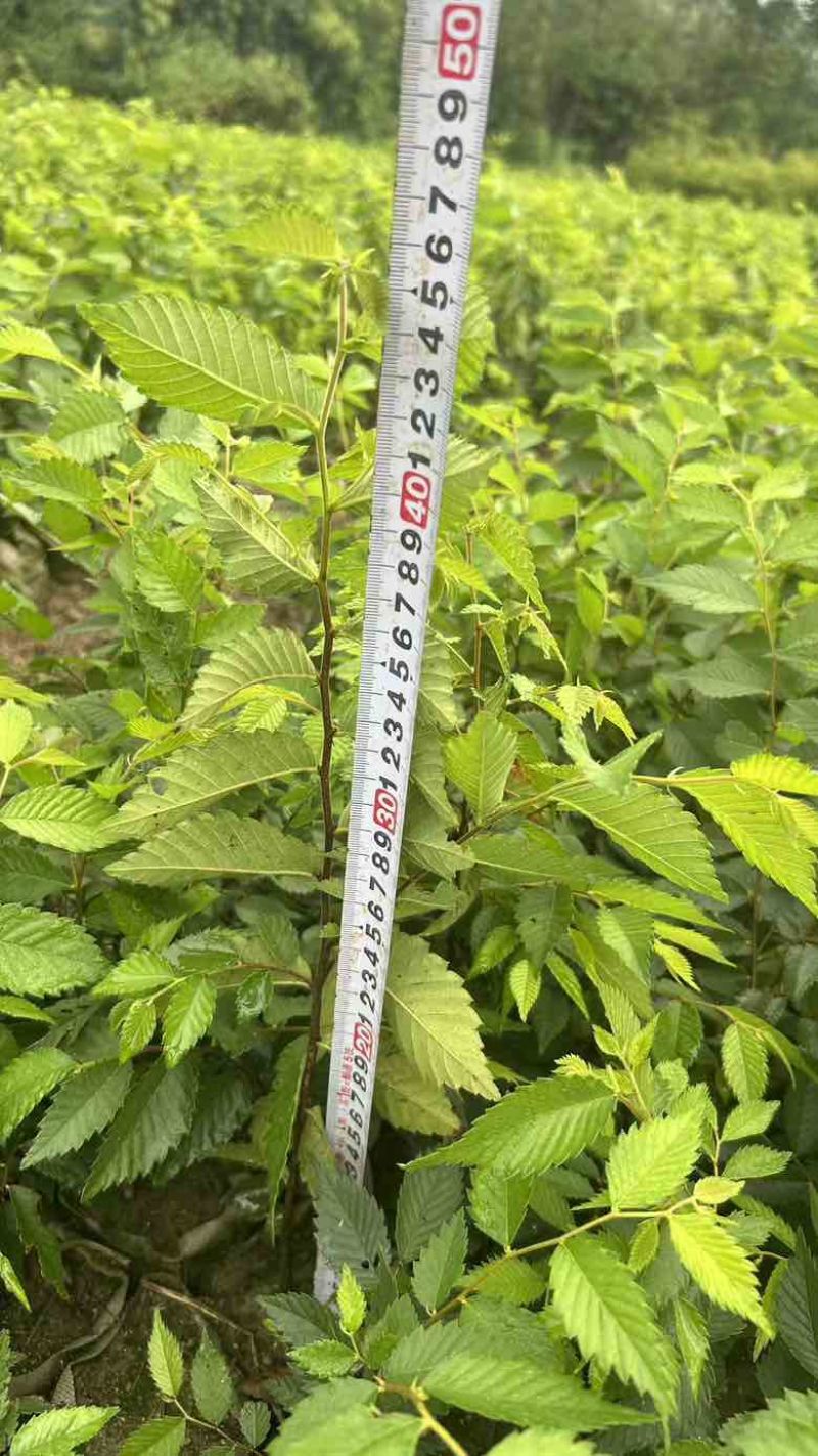 红榉小苗，红榉袋苗，红榉杯苗江西奉新，，