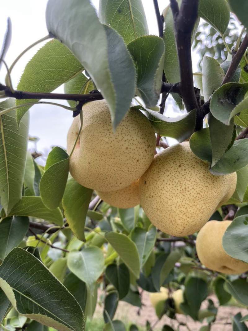 宁陵大酥梨
