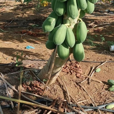 青木瓜