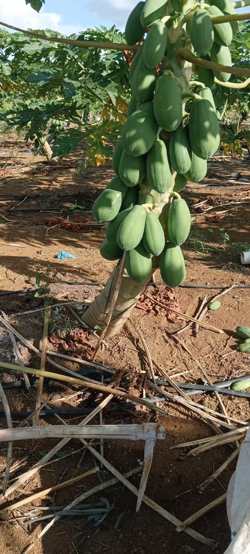 青木瓜