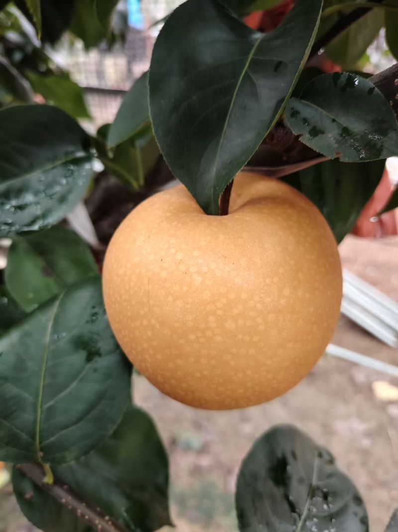秋月梨
