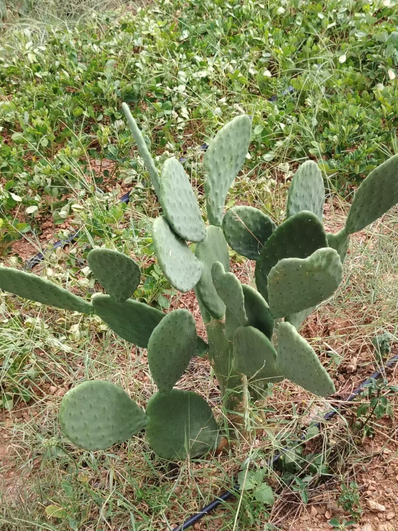 仙人掌种苗
