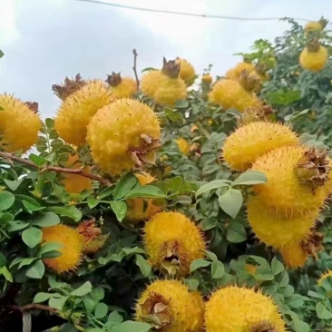 贵州刺梨