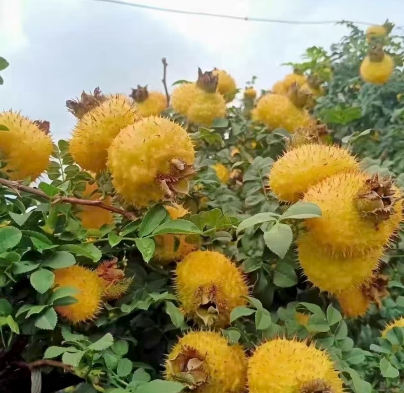贵州刺梨