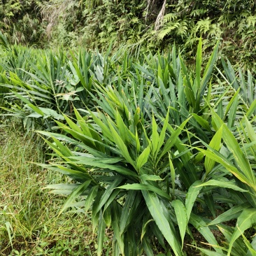 小黄姜