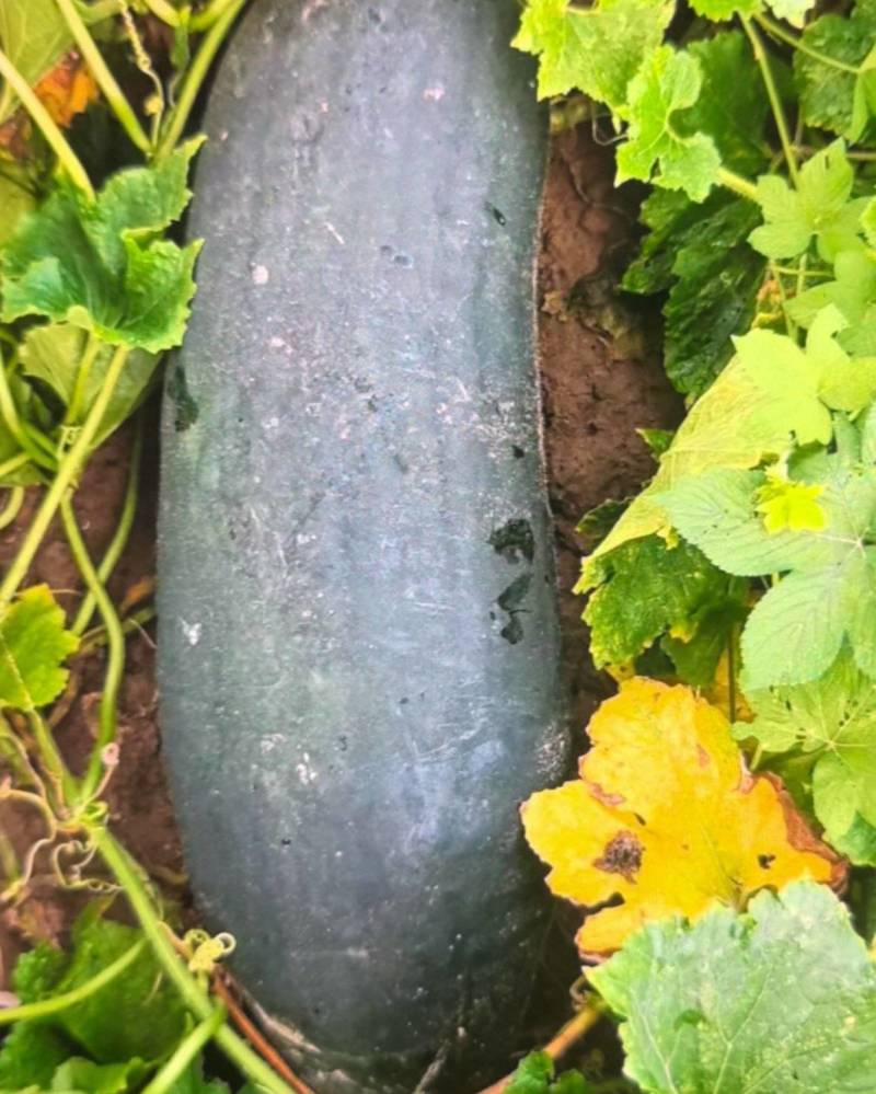 河北黑皮冬瓜