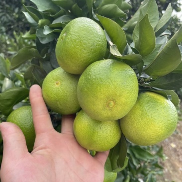 特早，蜜橘