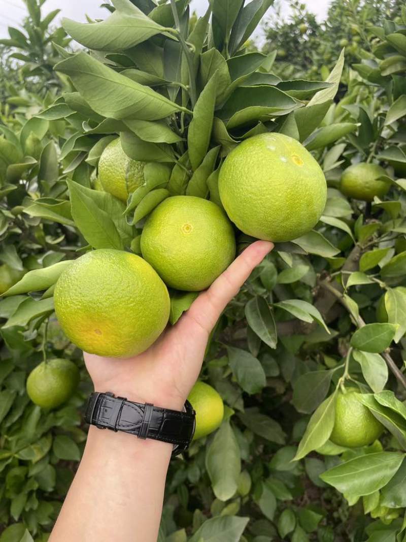 特早，蜜橘