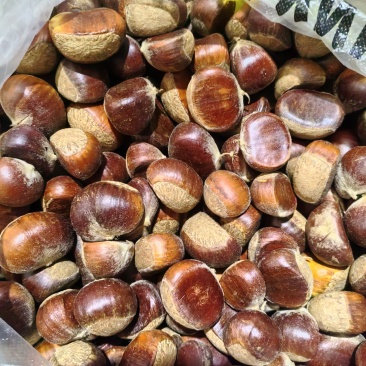 板栗