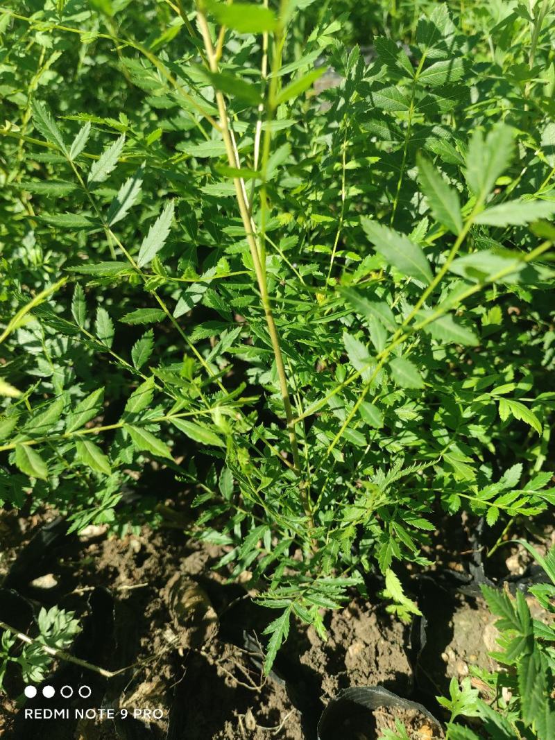 文冠果树苗一年生