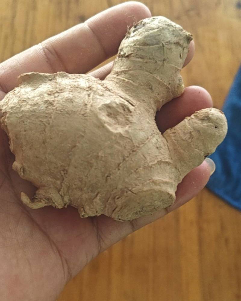大肉姜种