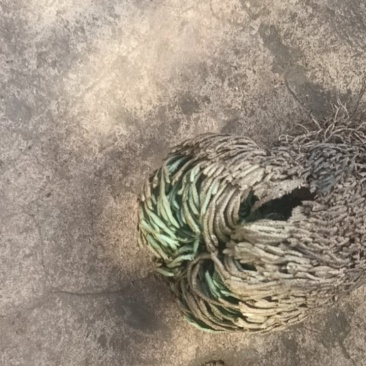 卷柏