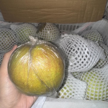隰县玉露香梨