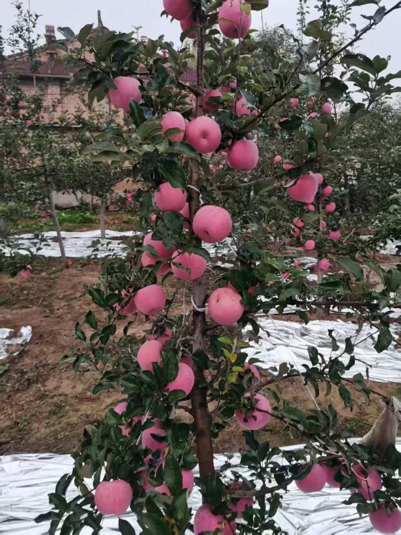 平凉红富士苹果