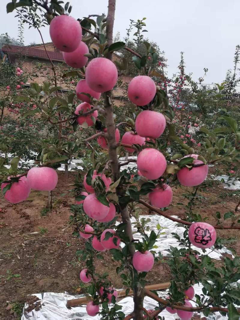平凉红富士苹果