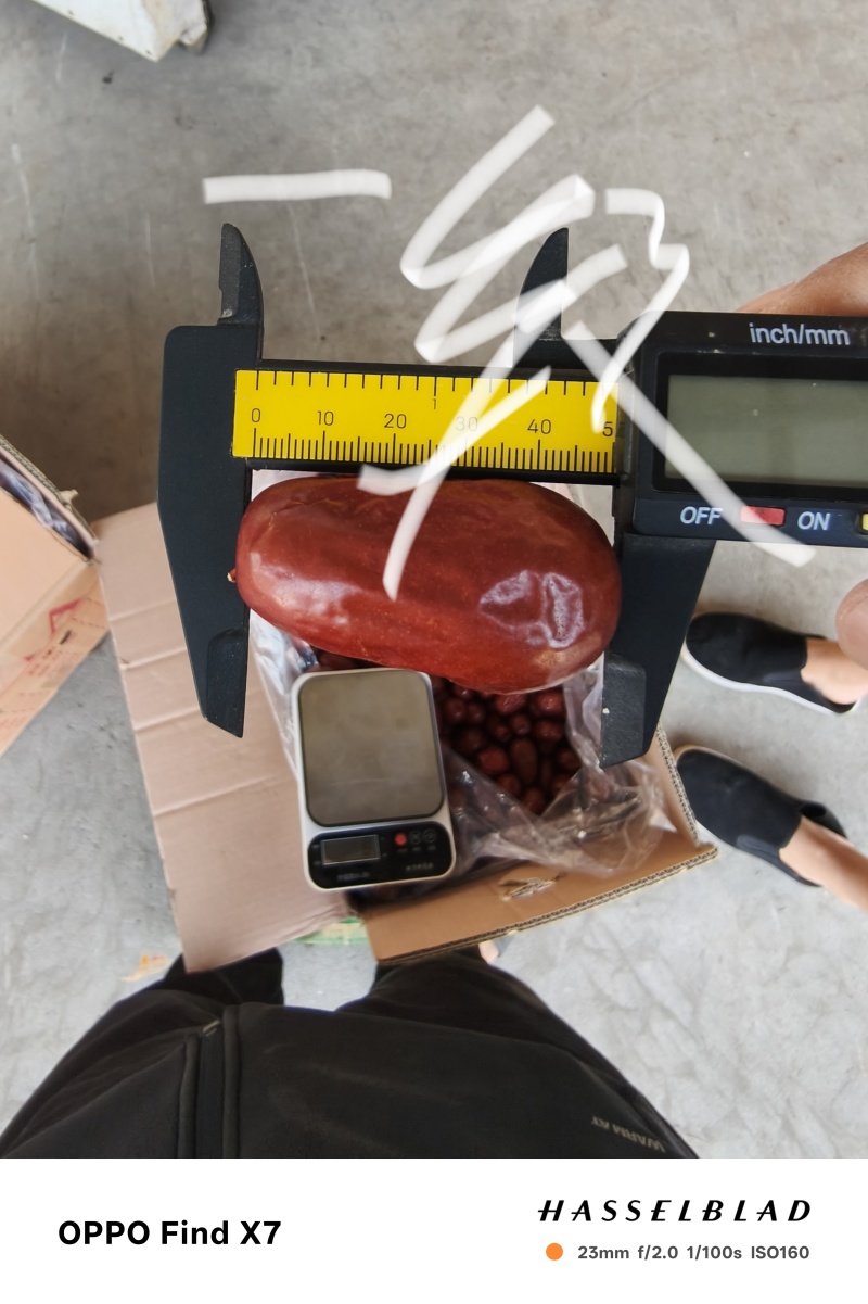 新疆和田大枣骏枣皮皮枣。源头厂家保质保量诚信经营欢迎订购