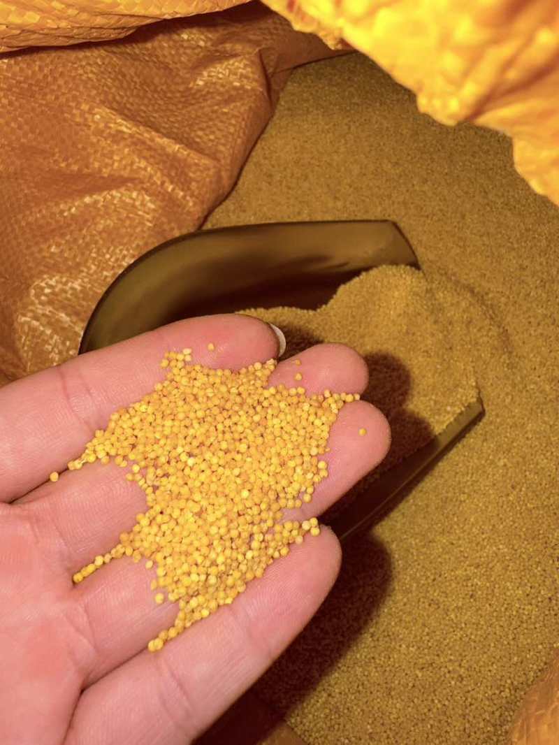 有机小米丘陵上的阳光充足好喝甘甜