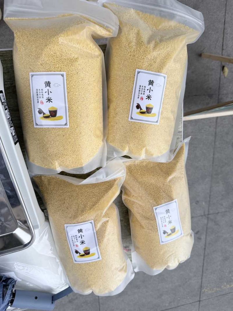 有机小米丘陵上的阳光充足好喝甘甜