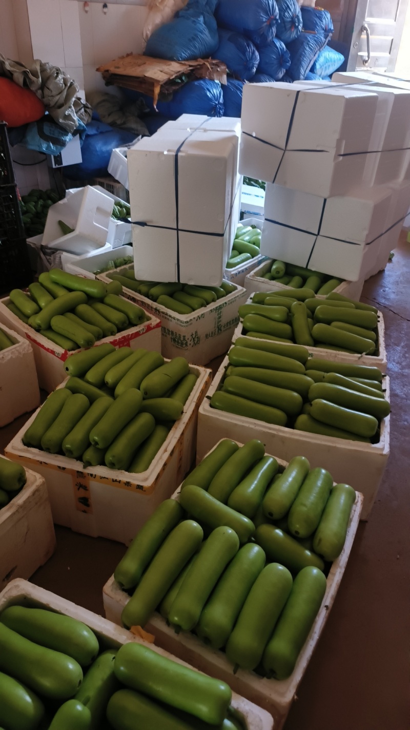 广东当季蒲瓜新鲜瓠子瓜夜开花农家自种瓠瓜葫芦瓜现摘原生态春季
