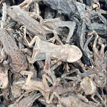 干蟾蜍