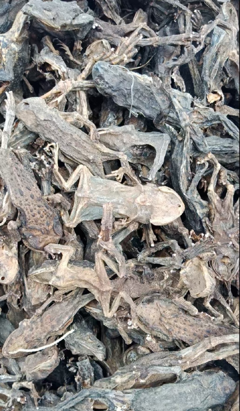 干蟾蜍