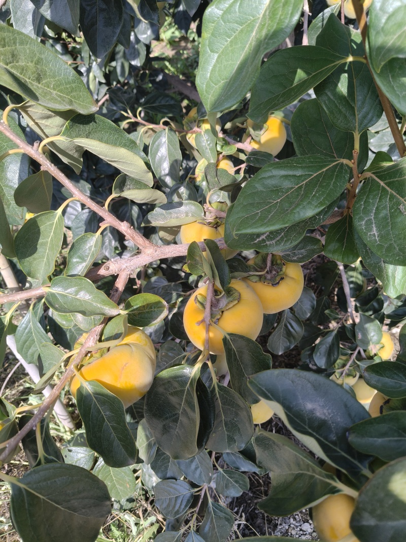 山西阳丰甜柿子，大量上市，货源充足，***********