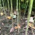 马褂木也叫鹅掌秋