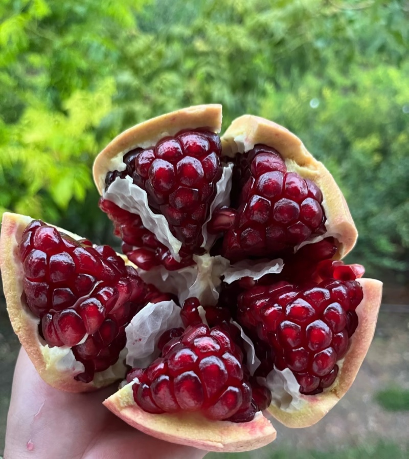 石榴
