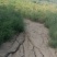 石家庄栾城区郑粉218号冬瓜