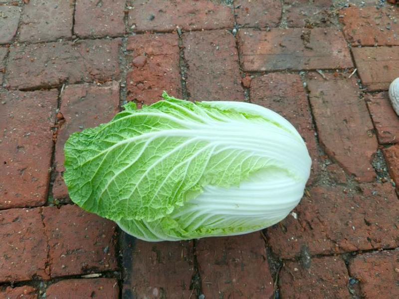 东北黄心大白菜杠菜精品菜全国发货保质保量
