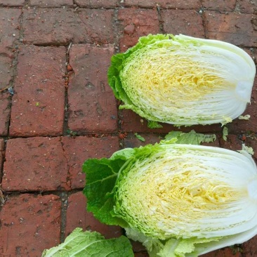 东北黄心大白菜杠菜精品菜全国发货保质保量