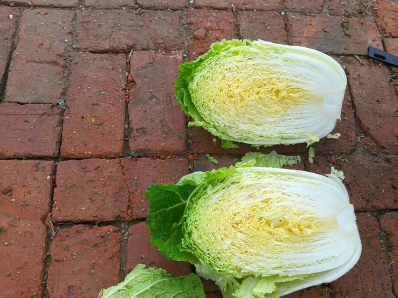 东北黄心大白菜杠菜精品菜全国发货保质保量