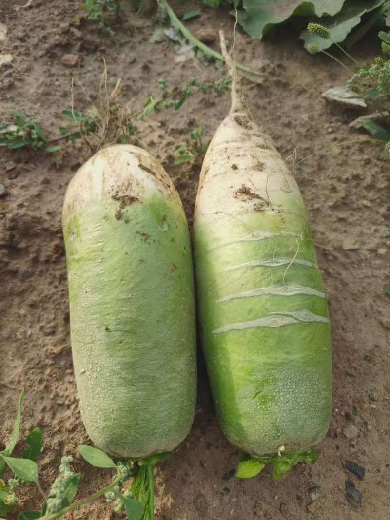 青头萝卜