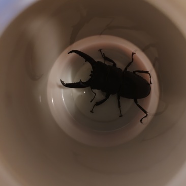 鹿角虫