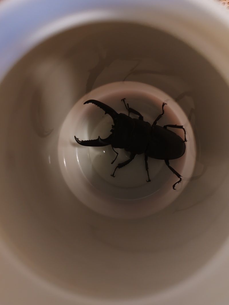 鹿角虫
