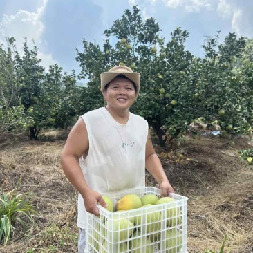 莆田仙游度尾文旦柚（下果，通果，精品果）果场直采