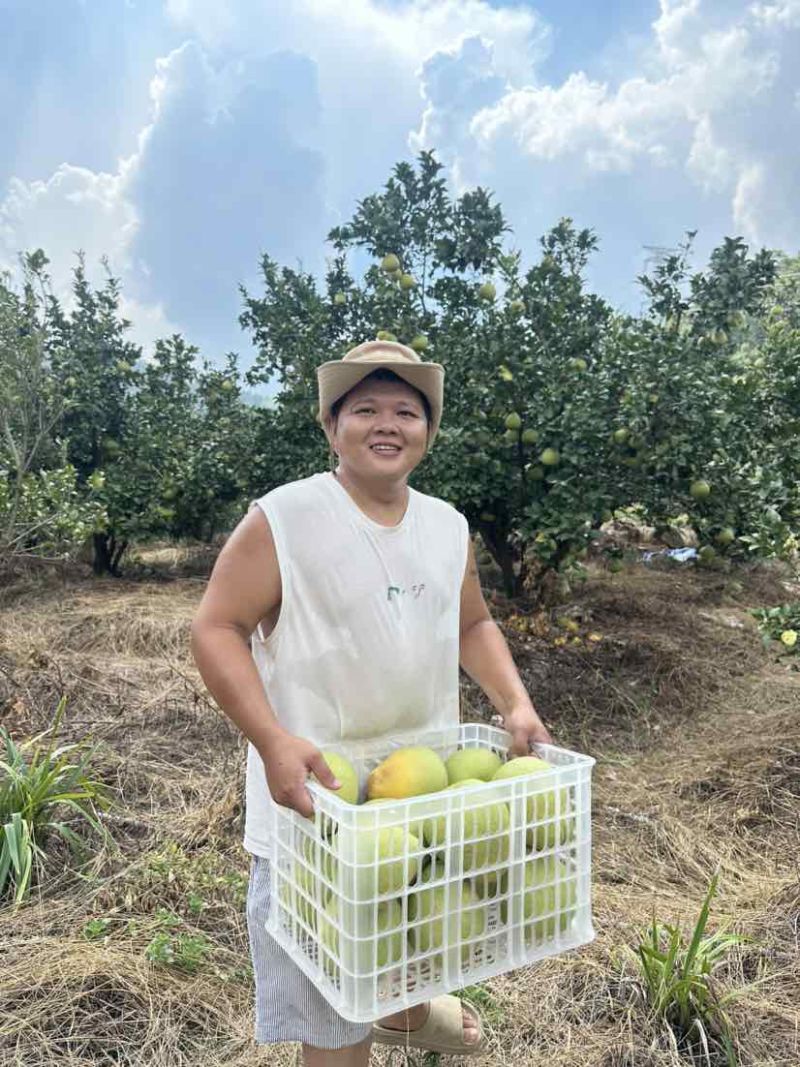 莆田仙游度尾文旦柚（下果，通果，精品果）果场直采