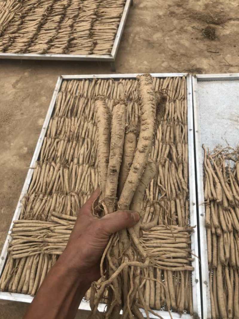 板桥党参鲜货大量上市，大条中条，小条，规格齐全，常年效果供应