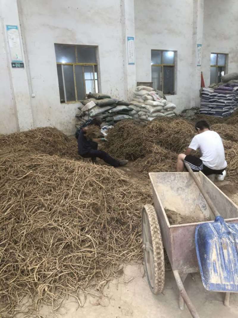 板桥党参鲜货大量上市，大条中条，小条，规格齐全，常年效果供应