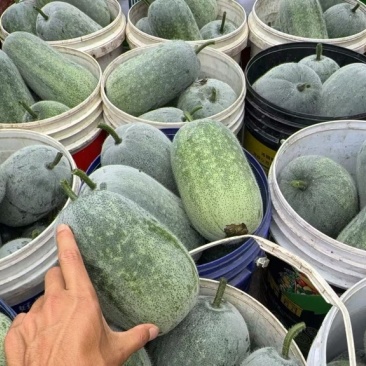 云南小冬瓜水冬瓜大量上市市场电商全国发货欢迎对接合作
