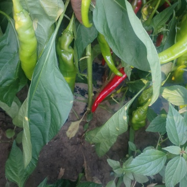 内蒙古自治区通辽市奈曼旗有大量羊角红辣椒🌶️，找收购商。联