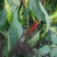 内蒙古自治区通辽市奈曼旗有大量羊角红辣椒🌶️，找收购商。联